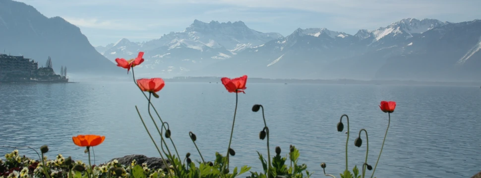 Online-Ratgeber auf better-search.ch - Genfer See Montreux