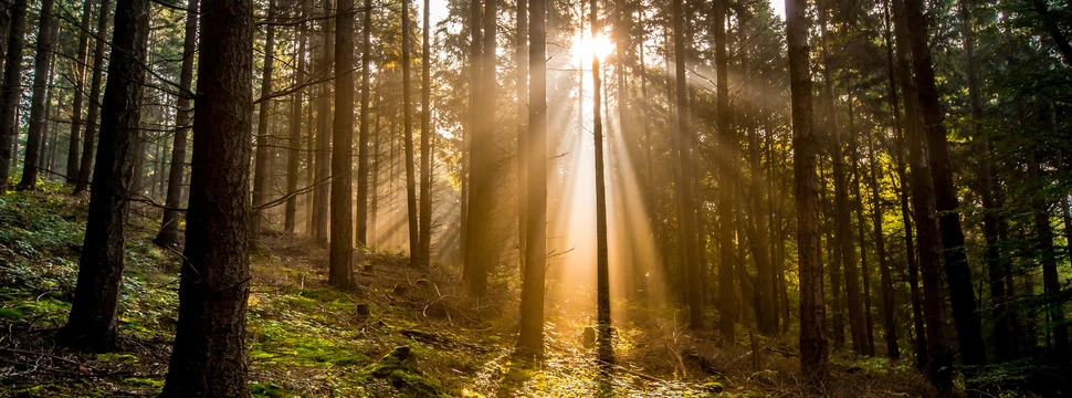 Sonnenlicht, Sonnenstrahlen, Wald, Friedhof, Bäume