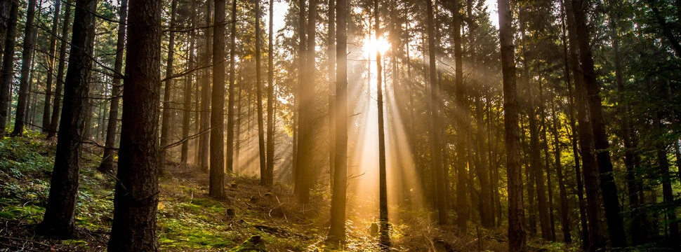 Bestattungen Solothurn | Sonnenlicht im Wald